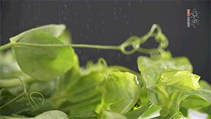 豌豆尖洗凈，切斷備用。